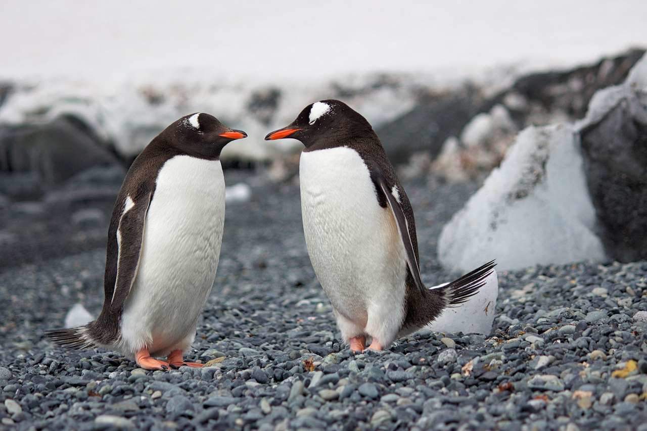 5 Motivos Para Conhecer Ushuaia em Sua Próxima Viagem